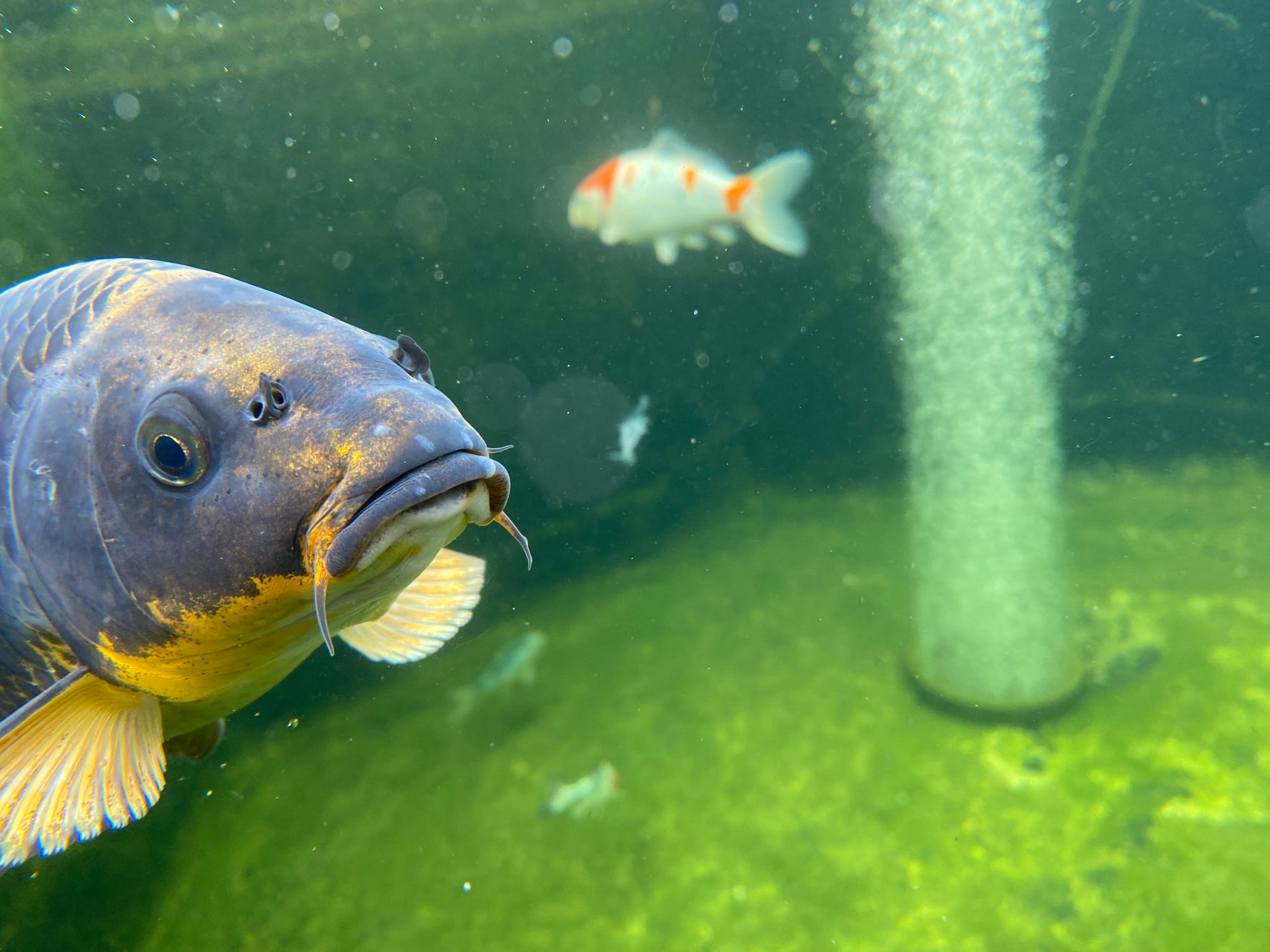 Creating a Tranquil Oasis: Keeping Koi in Your Timber Garden Pond